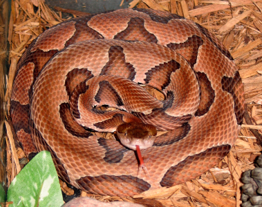 Copperhead Snake.png