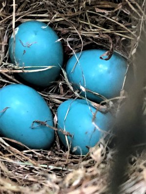 Eggsies.JPG