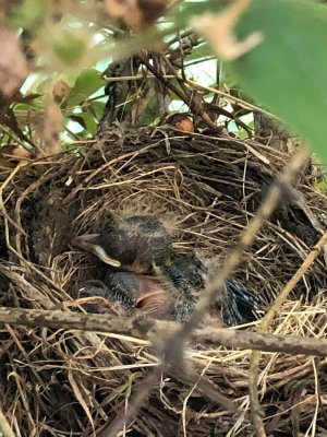 Robin pups.JPG