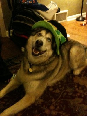 loki1.jpg