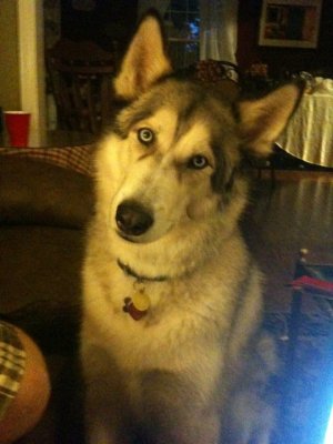loki3.jpg
