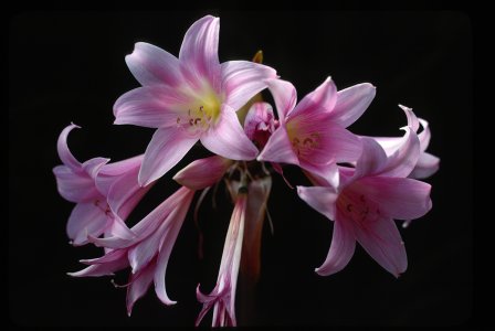 backlit Amaryllis cluster sm.jpg