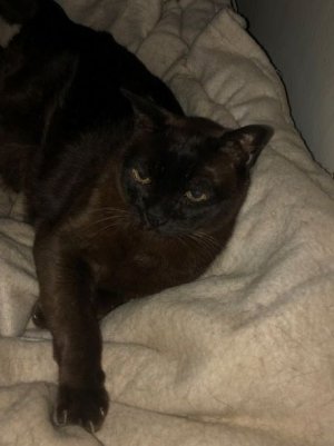 Leroy the burmese grumpy cat.JPG