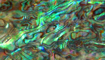 Paua-laminated.jpg