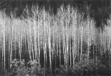 12. Aspens, Dawn, Dolores River Canyon, CO, 1937_Reduced.jpg