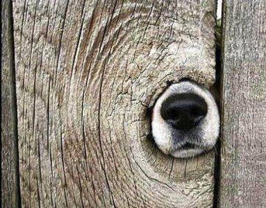 dogwood.jpg