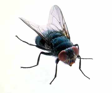 housefly.jpg