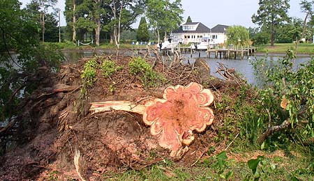 heartwood.jpg