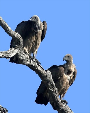 Buzzards.jpg
