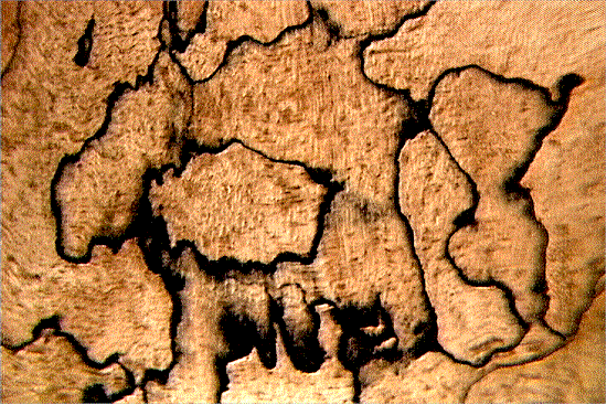 Spalted%20Wood.gif