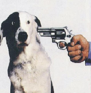 Shoot%20the%20Dog.jpg