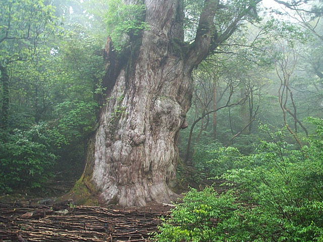 Jhomonsugi_in_Yaku_Island_Japan_001.JPG.jpeg