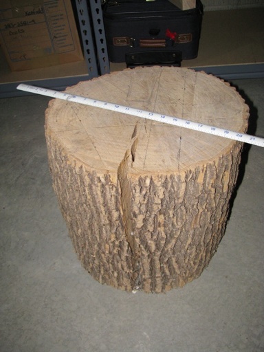 Stump1_m.jpg