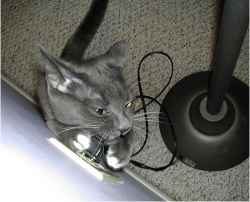 NetworkEngineerCat.jpg