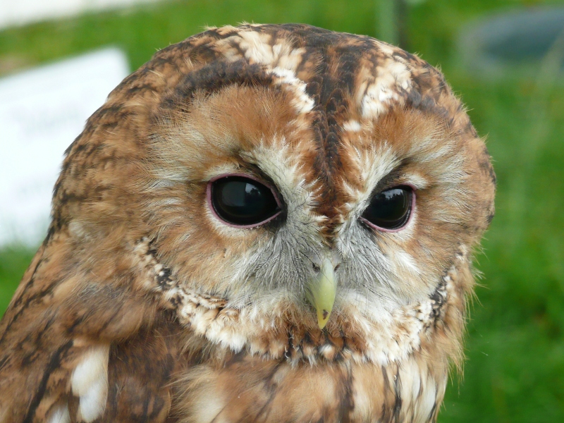 Owl.Sm.jpg