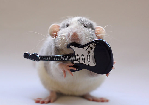 baby-cheech-cute-guitar-hamster-Favim.com-47846.jpg