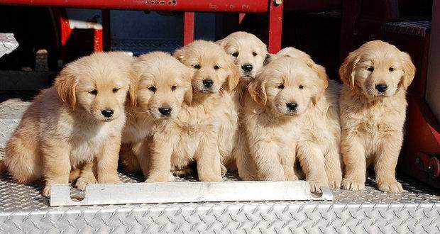Where-to-get-a-golden-retriever-puppy.jpg