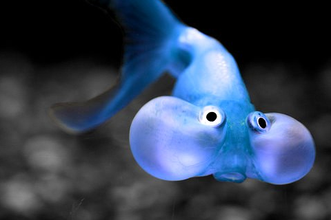 Blue-Bubble-eye-goldfish-bubble-eye-goldfish-33060065-480-320.png