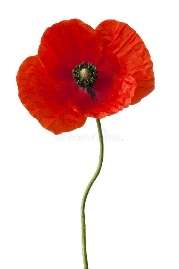 poppy-15130913.jpg