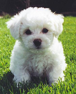 bonniesbichons_image2.jpg