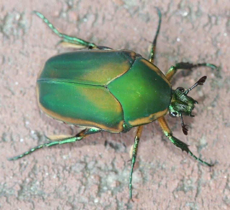 green+june+beetle+unc+72409.JPG