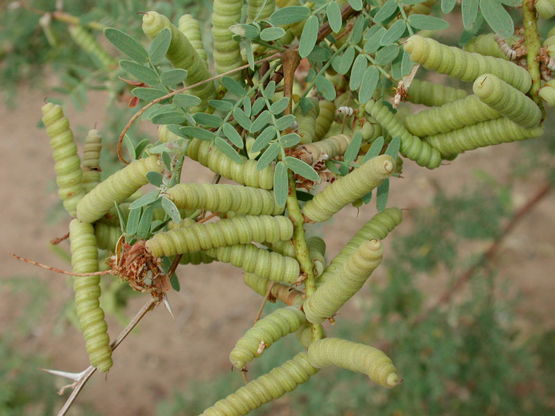 Prosopis_pubescens_beans.jpg
