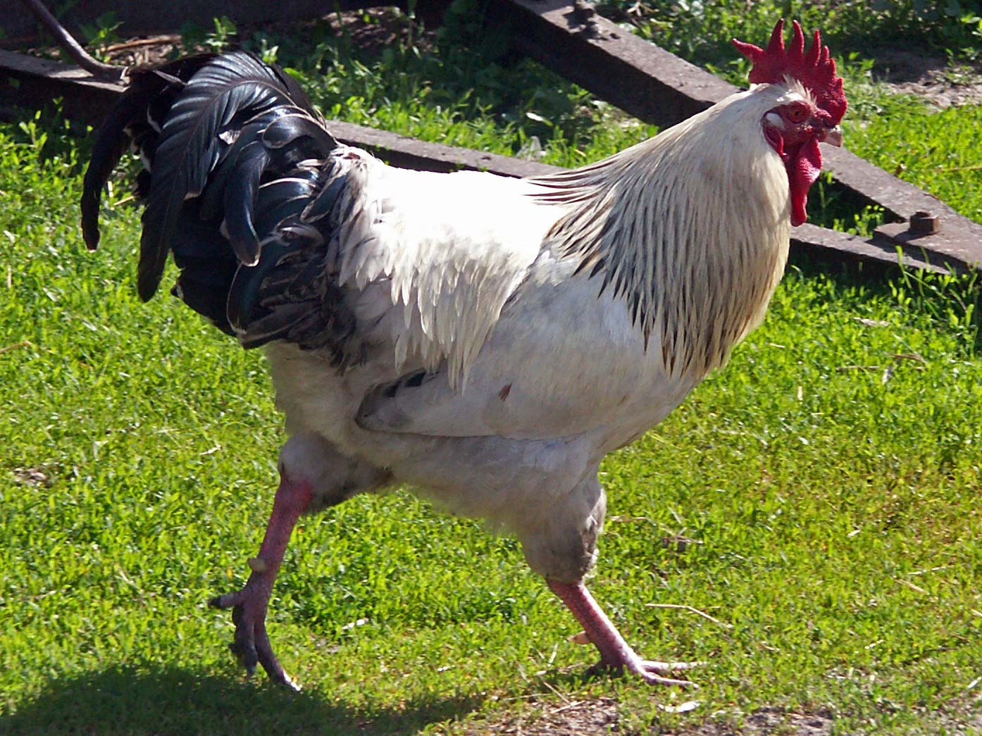 Rooster_1_AB.jpg