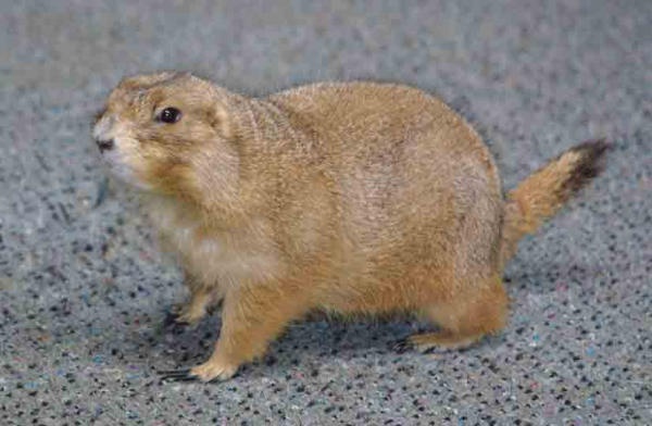 2613prairie-dog-med.jpg