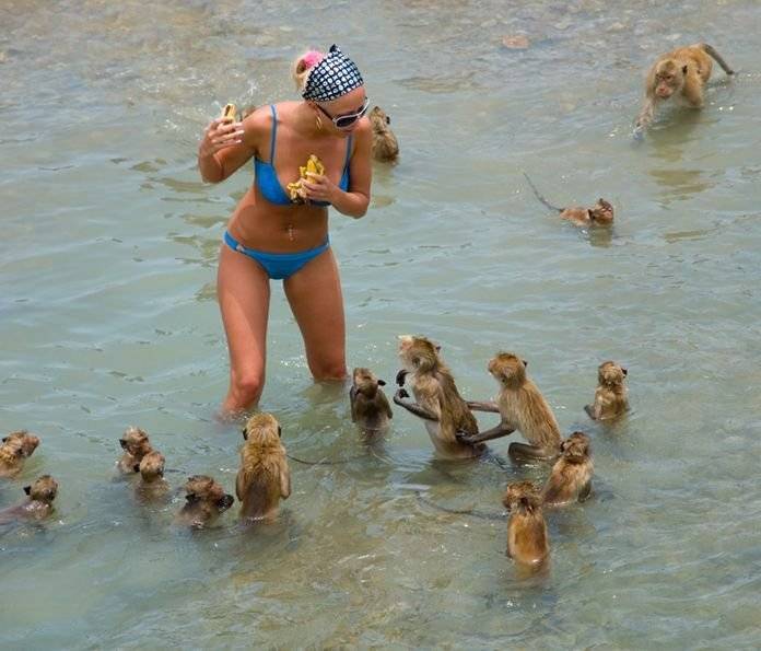 Sea_Monkeys_Attack.jpg