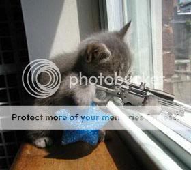 sniper_kitten.jpg