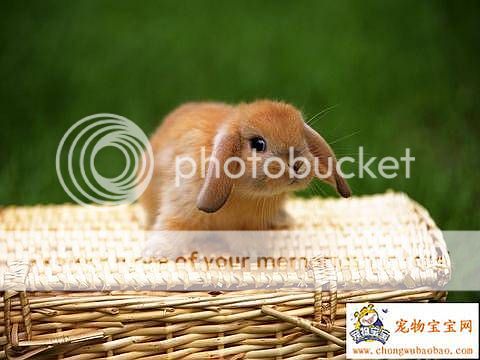 cute-little-bunnies7.jpg