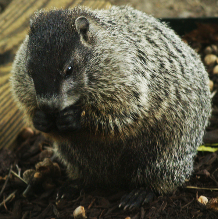 wood-chuck-land-beaver-groung-hog-marmota-monax.jpg