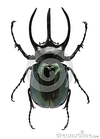 big-horned-beetle-15091774.jpg