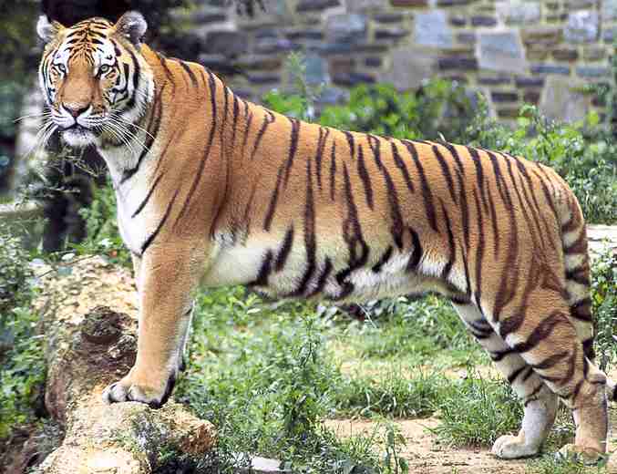 Tiger_panthera_tigris_tigris_Bengal.jpg
